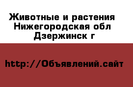  Животные и растения. Нижегородская обл.,Дзержинск г.